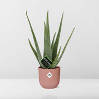 Aloe vera in vaso ELHO Vibes Fold, Rosa, Ø14cm ↕45cm