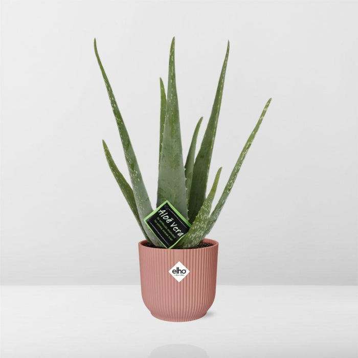 Aloe vera in ELHO Vibes Fold pot, Pink, Ø14cm ↕45cm