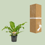 Load image into Gallery viewer, Asplenium nidus - Ø17cm - ↕60cm