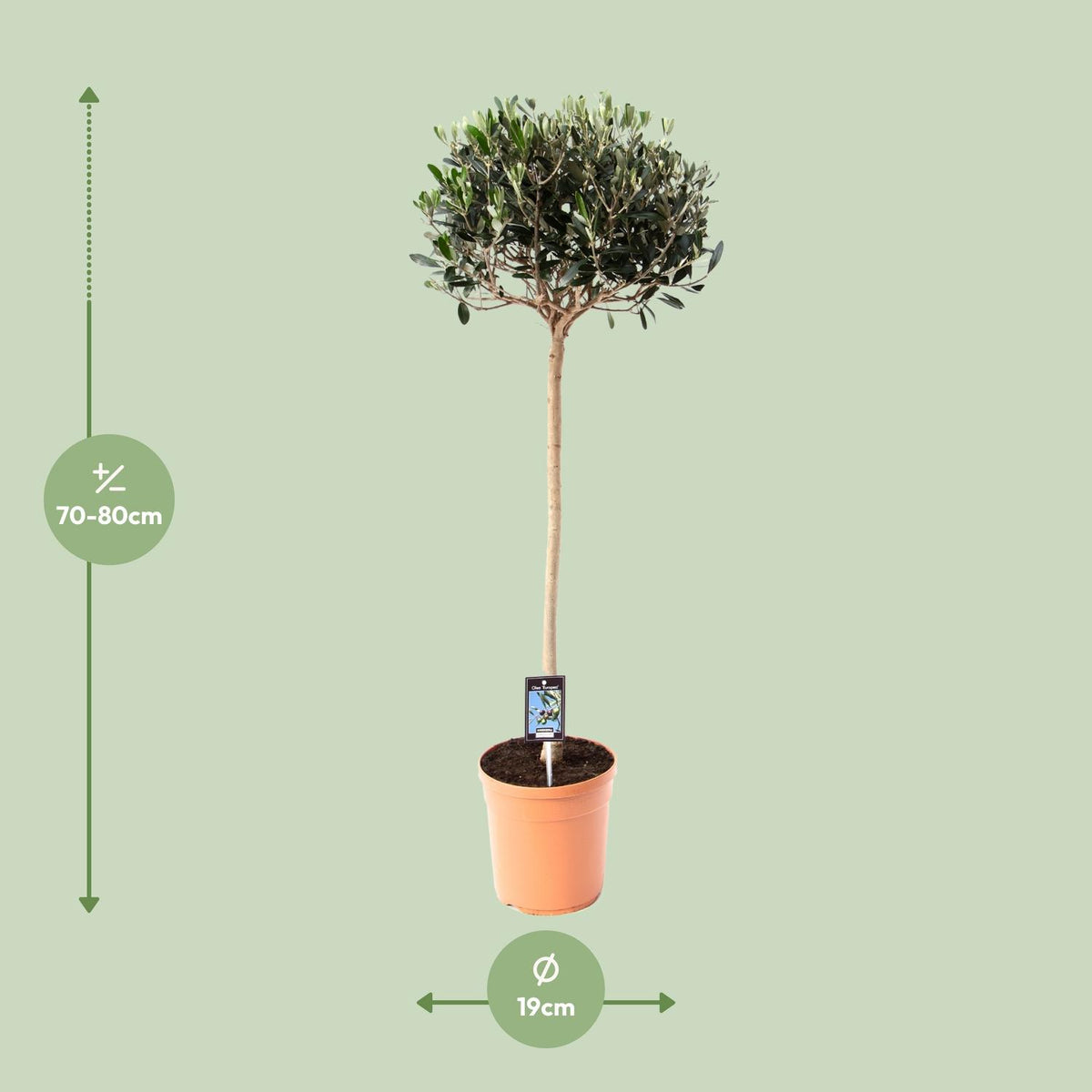 Olea europaea (Ulivo) - Ø19cm - ↕80cm