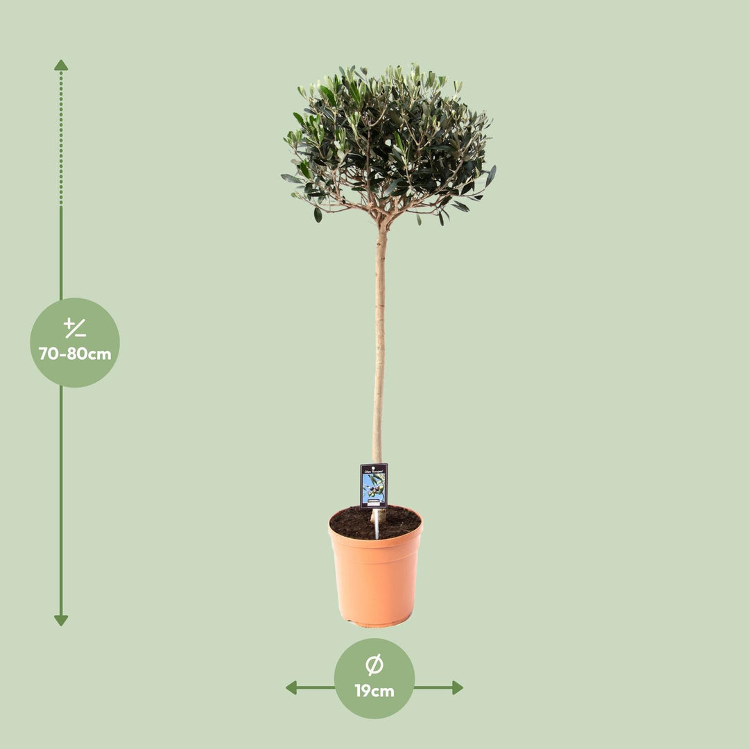 Olea europaea (Olive Tree) - Ø19cm - ↕80cm