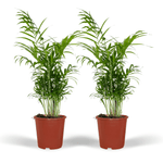 Carica l'immagine nel visualizzatore Galleria, Chamaedorea elegans (Palma della Fortuna) - 2 piante - Ø17cm - ↕55cm
