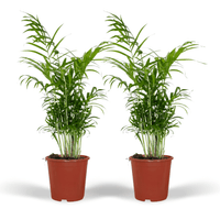 Chamaedorea elegans (Mexican Mountain Palm) - 2 plants - Ø17cm - ↕55cm