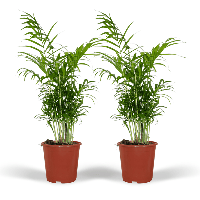 Chamaedorea elegans (Mexican Mountain Palm) - 2 plants - Ø17cm - ↕55cm