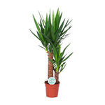 Load image into Gallery viewer, Yucca - Ø17cm - ↕80cm