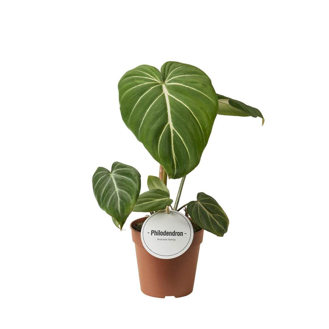 Philodendron gloriosum 'Dark Form' - Ø12cm - ↕25cm