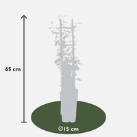 Trachelospermum 'Star of Toscana' - Gelsomino Toscano Giallo - Ø15cm - ↕65cm