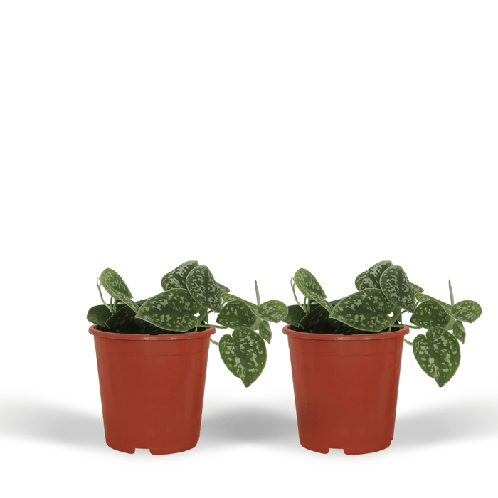 Scindapsus Pictus - Epipremnum - 2 plants - ⌀12 - ↕15cm