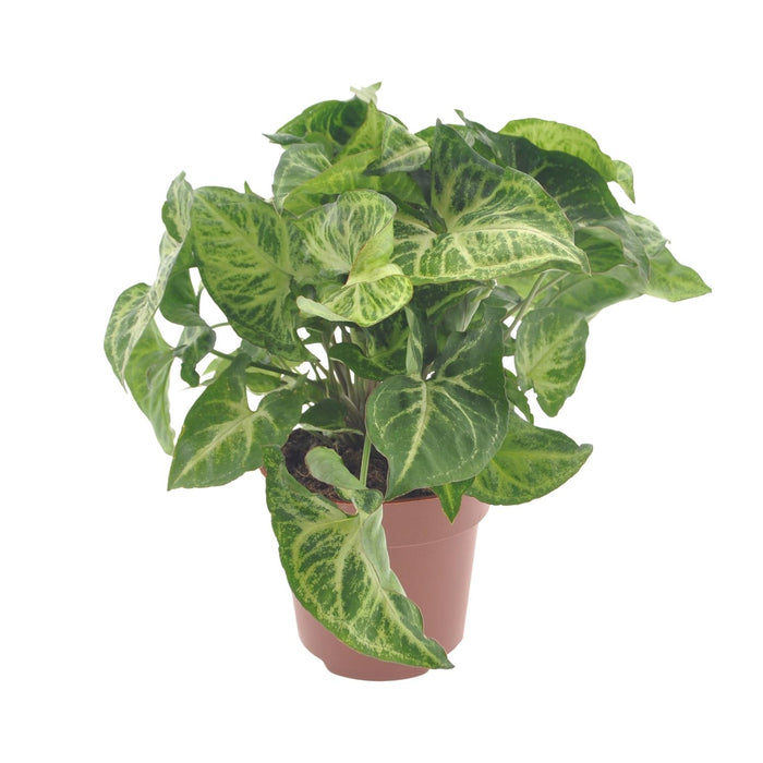 Syngonium podophyllum 'Arrow' - Ø12cm - ↕25cm