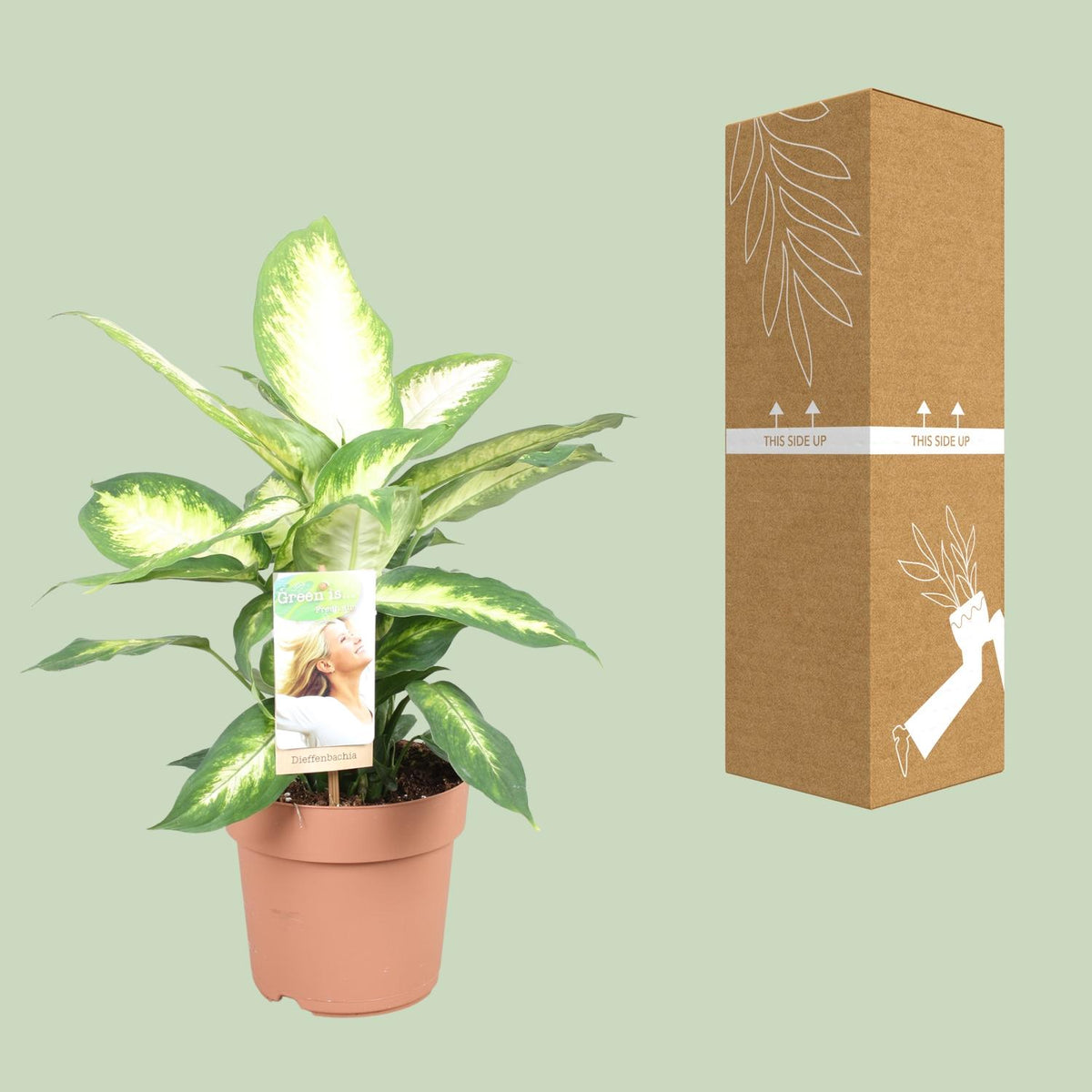 Dieffenbachia seguine 'Camilla' - Ø17cm - ↕45cm