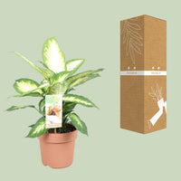 Dieffenbachia seguine 'Camilla' - Ø17cm - ↕45cm