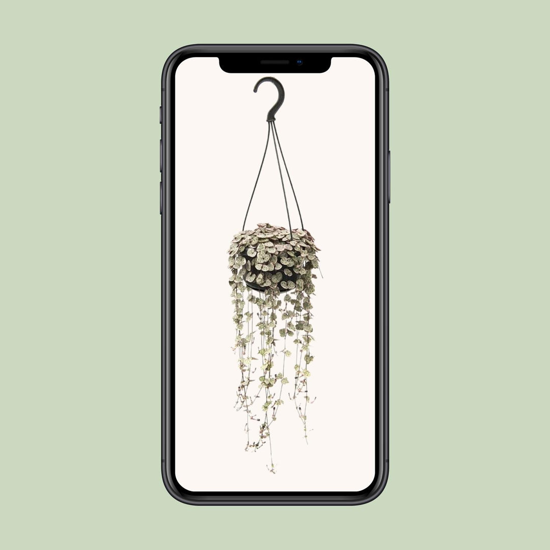 Ceropegia linearis Subsp. 'Woodii Variegata' - Ø14cm - ↕35cm