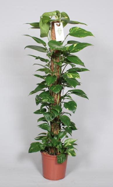 Epipremnum pinnatum 'Mosstok' (Scindapsus) - Ø24cm - ↕120cm