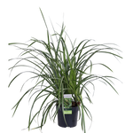 Load image into Gallery viewer, Carex morrowii &#39;Ice Dance&#39; - 3 pieces - Ø14 - ↨30cm

