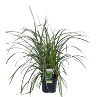 Carex morrowii 'Ice Dance' - 3 piante - Ø14 - ↨30cm