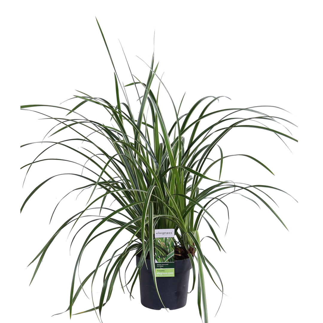 Carex morrowii 'Ice Dance' - 3 pieces - Ø14 - ↨30cm