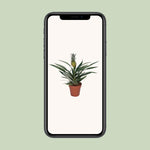 Load image into Gallery viewer, Ananas comosus (Bromelia 'Pineapple') - Ø12cm - ↕30cm