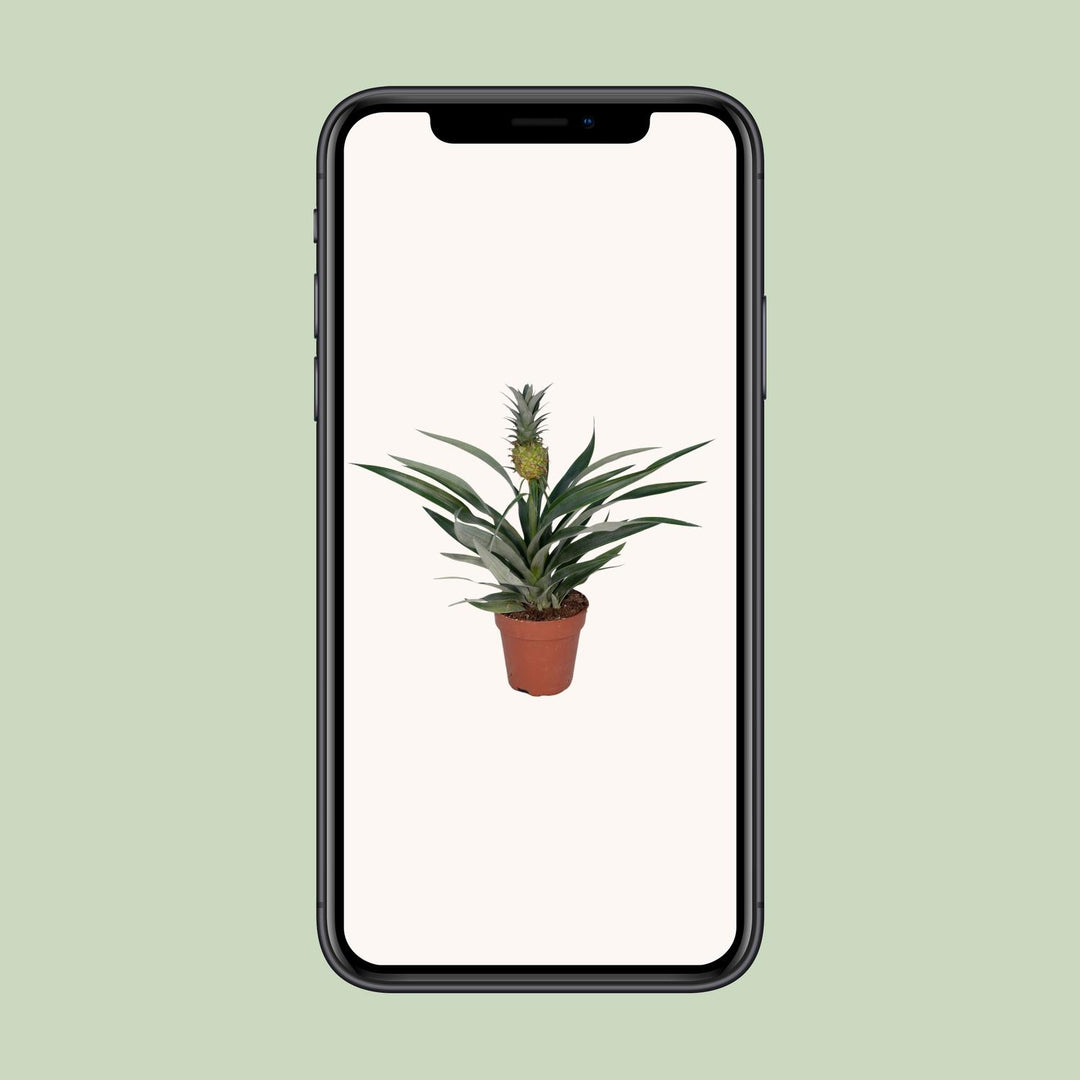 Ananas comosus (Bromelia 'Pineapple') - Ø12cm - ↕30cm