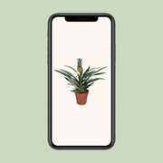 Ananas comosus (Bromelia 'Pineapple') - Ø12cm - ↕30cm