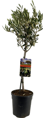 Load image into Gallery viewer, Olea Europaea (on stem) - Ø19cm - ↕90cm
