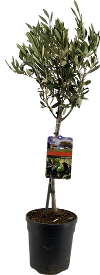 Olea europaea (Ulivo) - Ø19cm - ↕90cm