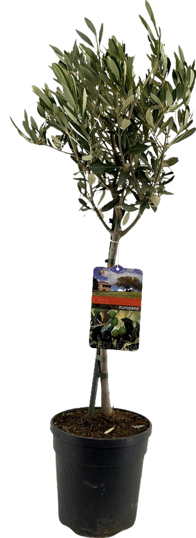 Olea Europaea (on stem) - Ø19cm - ↕90cm