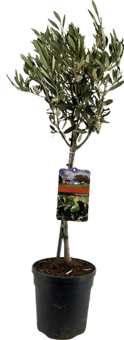 Olea Europaea (on stem) - Ø19cm - ↕90cm