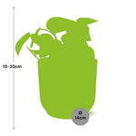 Load image into Gallery viewer, Scindapsus pictus ‘Trebie’ in ELHO Vibes Fold Pot, Pink, ø14cm ↕15cm