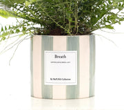 Nephrolepis Green Lady con bigliettino regalo 
