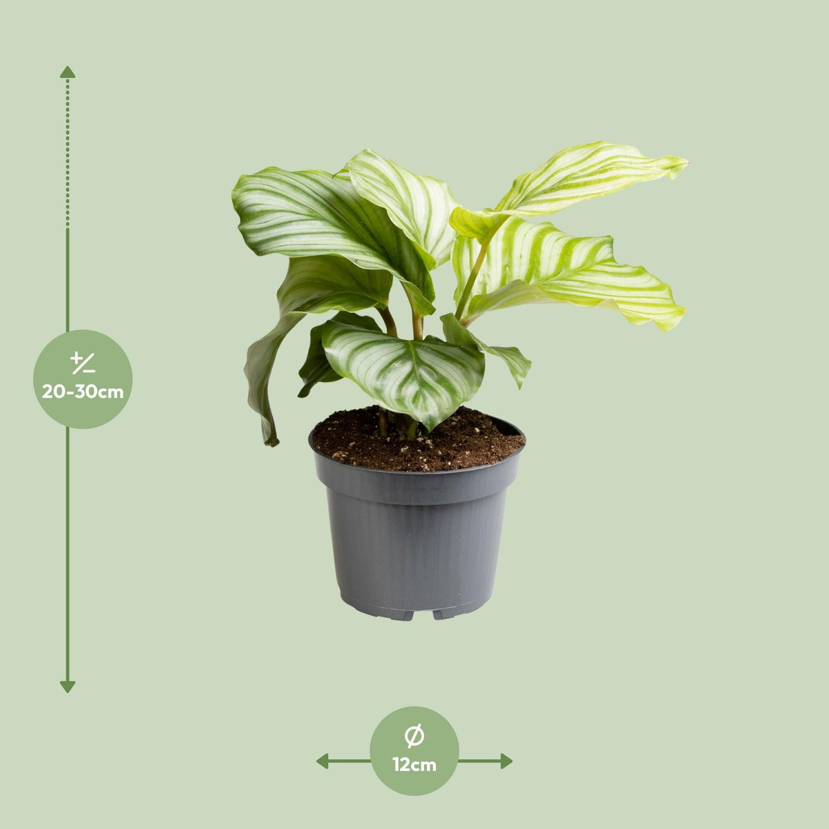 Calathea orbifolia - Ø12cm - ↕25cm