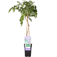 Wisteria sinensis 'Prolific' ("Glicine") - Ø15cm - ↕65cm