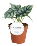 Load image into Gallery viewer, Alocasia baginda 'Silver Dragon' - Ø12cm - ↕25cm