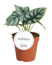 Alocasia baginda 'Silver Dragon' - Ø12cm - ↕25cm