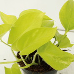 Load image into Gallery viewer, Epipremnum pinnatum &#39;Golden Pothos&#39; (Scindapsus) - 4 plants - Ø12cm - ↕15cm
