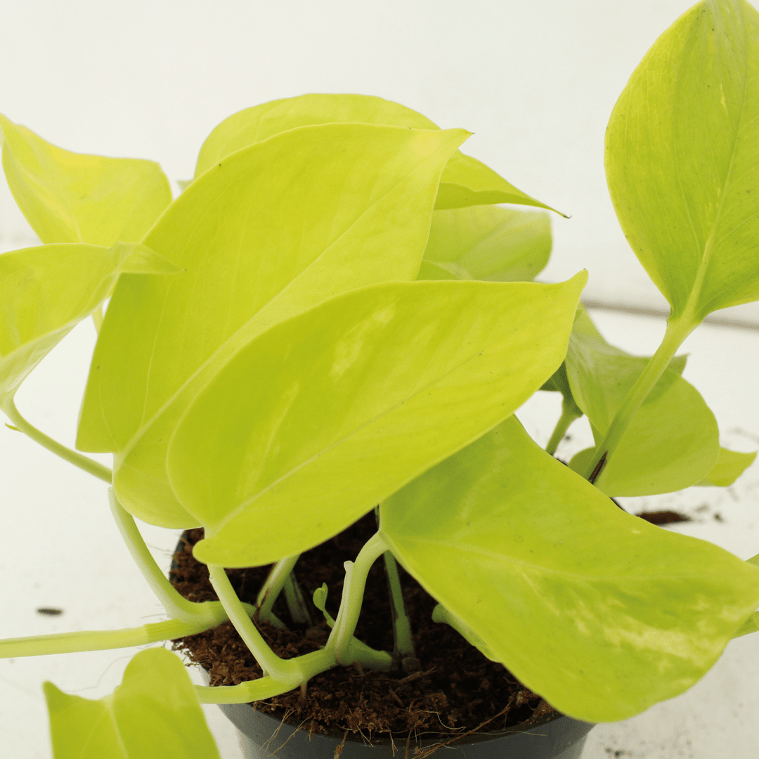 Epipremnum pinnatum 'Golden Pothos' (Scindapsus) - 4 plants - Ø12cm - ↕15cm