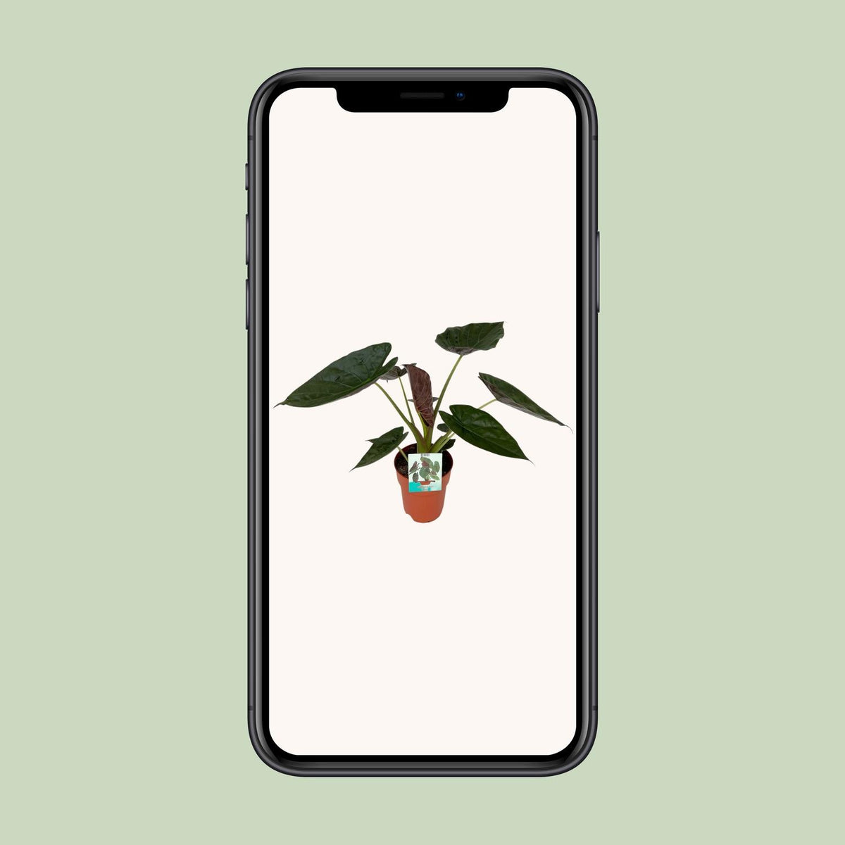 Alocasia wentii - Ø19cm - ↕85cm