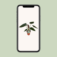 Alocasia wentii - Ø19cm - ↕85cm