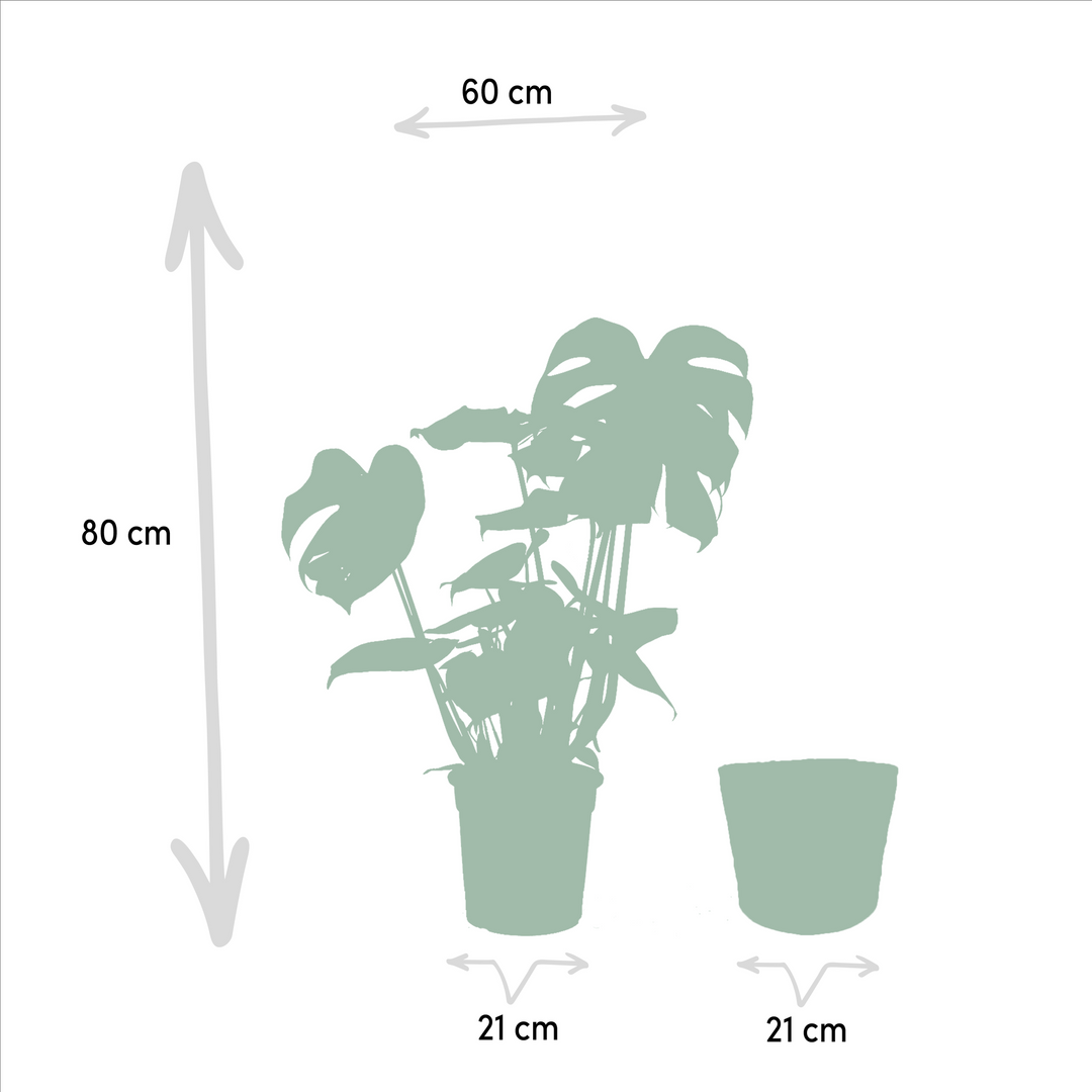 Monstera Deliciosa + Basket Selin - Ø21cm - ↨80cm