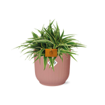 Load image into Gallery viewer, Chlorophytum comosum 'Ocean' in ELHO Vibes Fold Round Pot, Delicate Pink - Ø16cm - ↕15cm