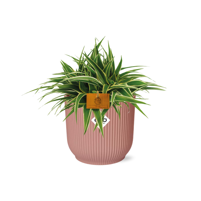 Chlorophytum comosum 'Ocean' in ELHO Vibes Fold Round Pot, Delicate Pink - Ø16cm - ↕15cm