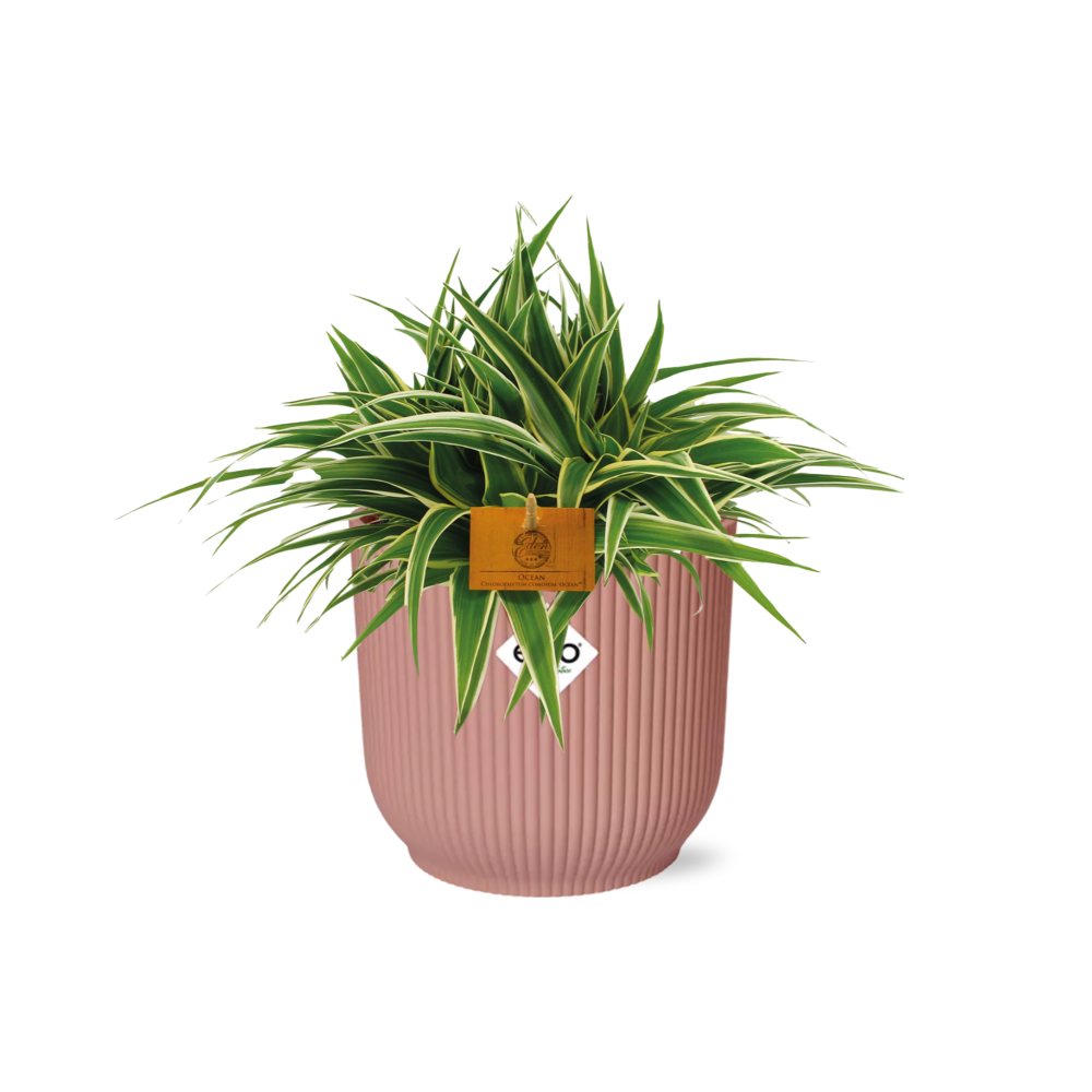 Chlorophytum comosum 'Ocean' in ELHO Vibes Fold Round Pot, Delicate Pink - Ø16cm - ↕15cm