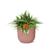 Chlorophytum comosum 'Ocean' in Vaso ELHO Vibes Fold Round, Rosa tenue - Ø16cm - ↕15cm