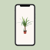 Yucca - Ø12cm - ↕50cm