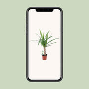 Yucca - Ø12cm - ↕50cm