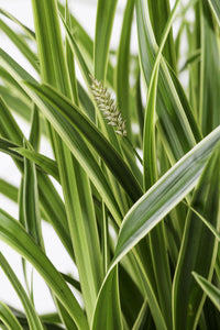 Carex morrowii 'Ice Dance' - Ø14cm - ↕30cm