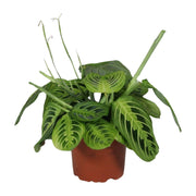 Maranta leuconeura 'Fascinator Lemon Lime' - Ø12cm - ↕30cm