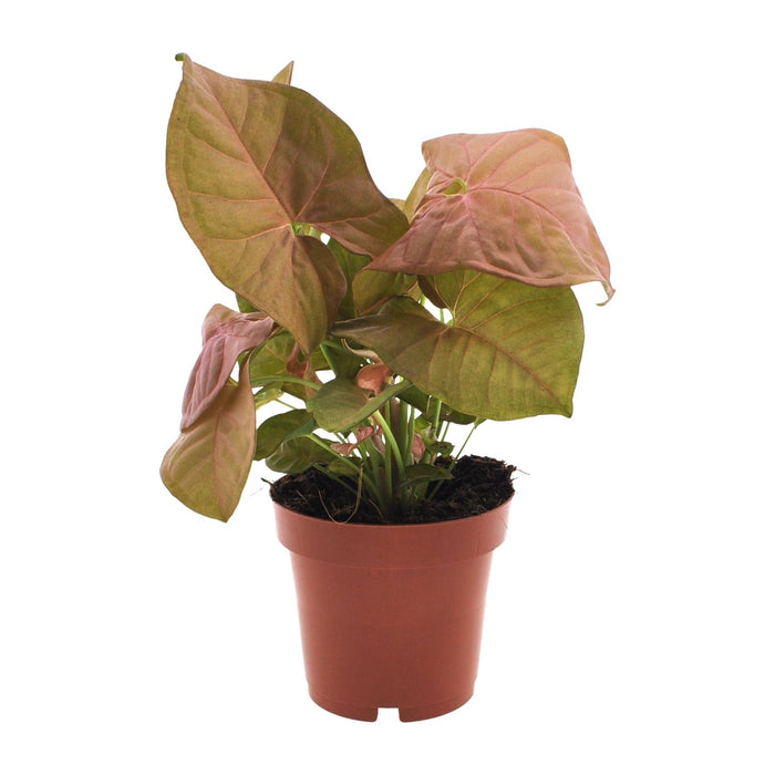 Syngonium podophyllum 'Neon' - Ø12cm - ↕25cm