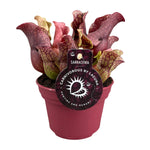 Load image into Gallery viewer, Sarracenia - Ø12cm - ↕20cm