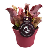 Sarracenia - Ø12cm - ↕20cm