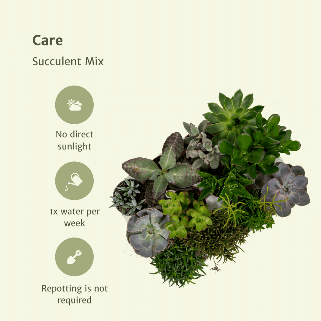 Succulent Mix - 18 plants - Ø8,5cm - ↕10cm